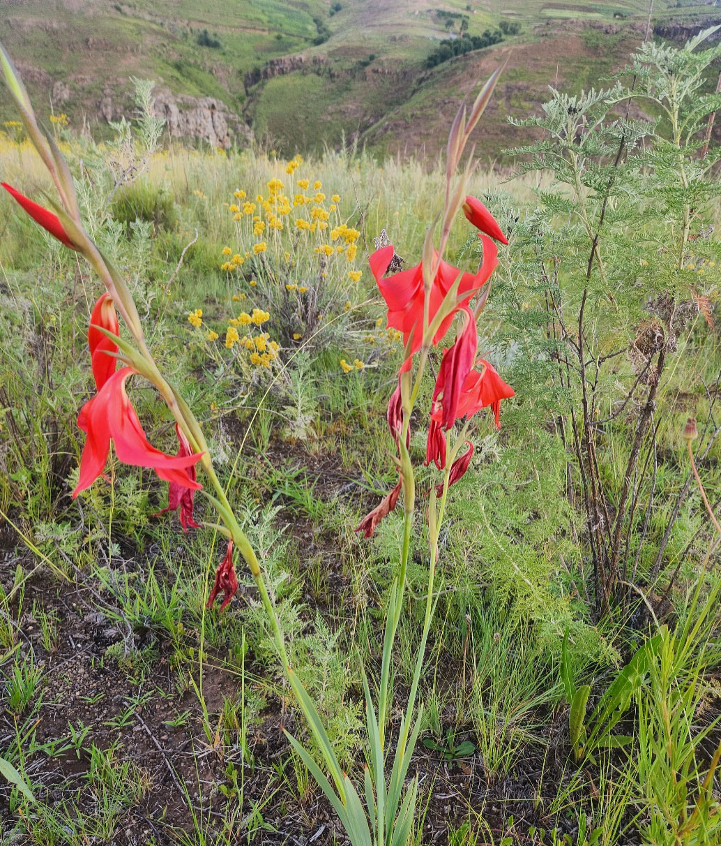 Mokhabebe flower of the highlands