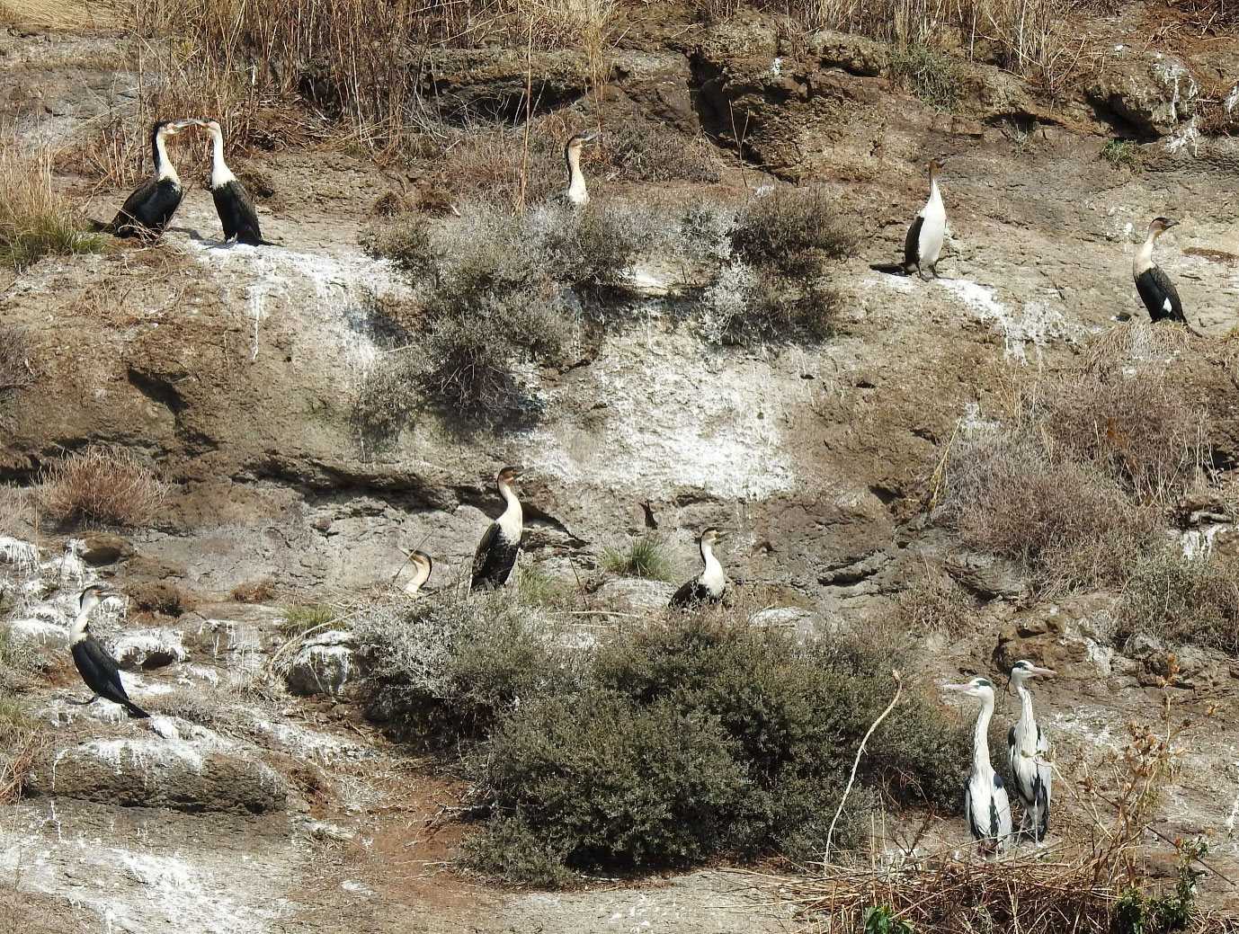 Bird Island