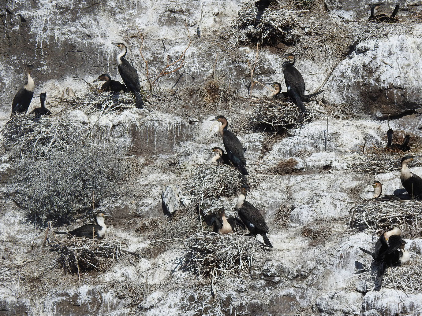 Bird watching season bird island katse dam